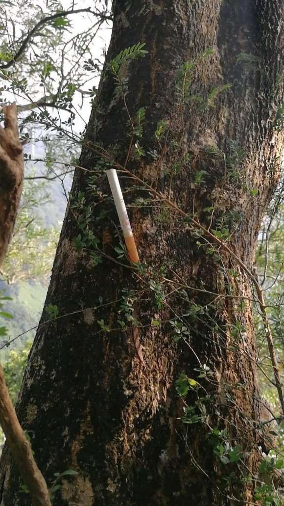 为什么山格木下山桩叶子比米还小