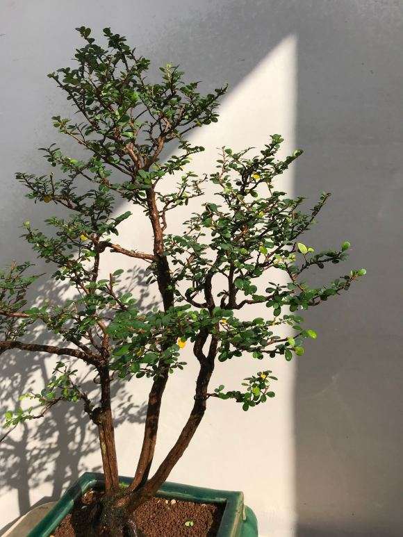 福建山格木盆景 冬天叶子快掉光了