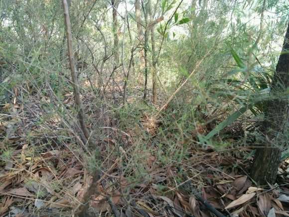 今天上山找山格木下山桩