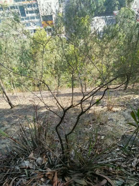 今天上山找山格木下山桩