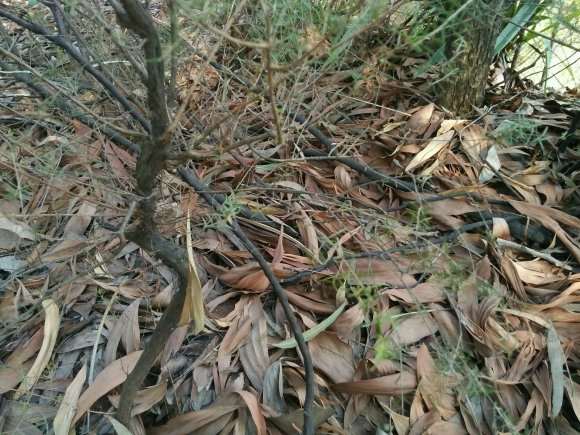 今天上山找山格木下山桩
