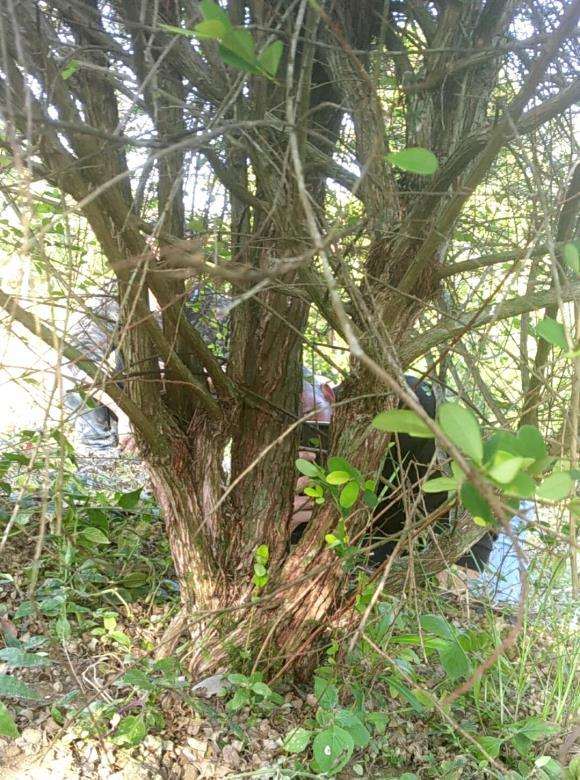 山格木下山桩 价格600元