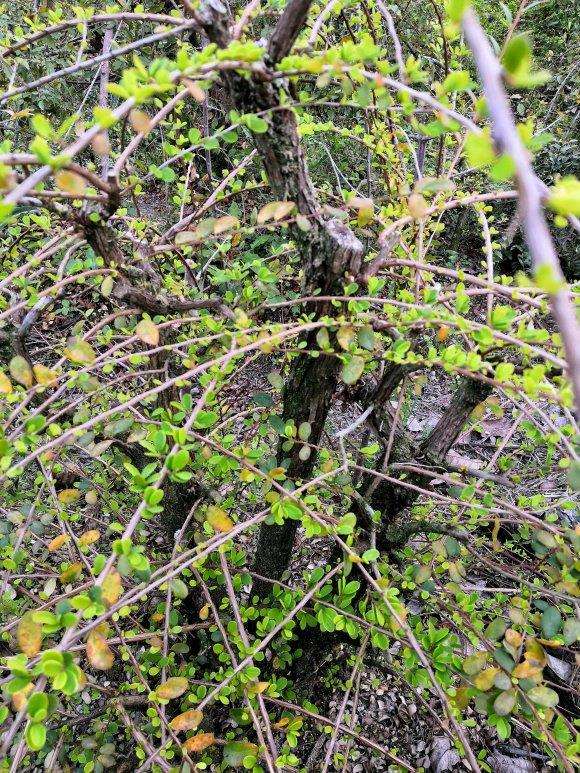 山格木下山桩 价格600元