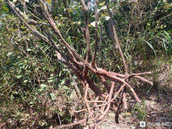 这个山格木下山桩该怎么杀