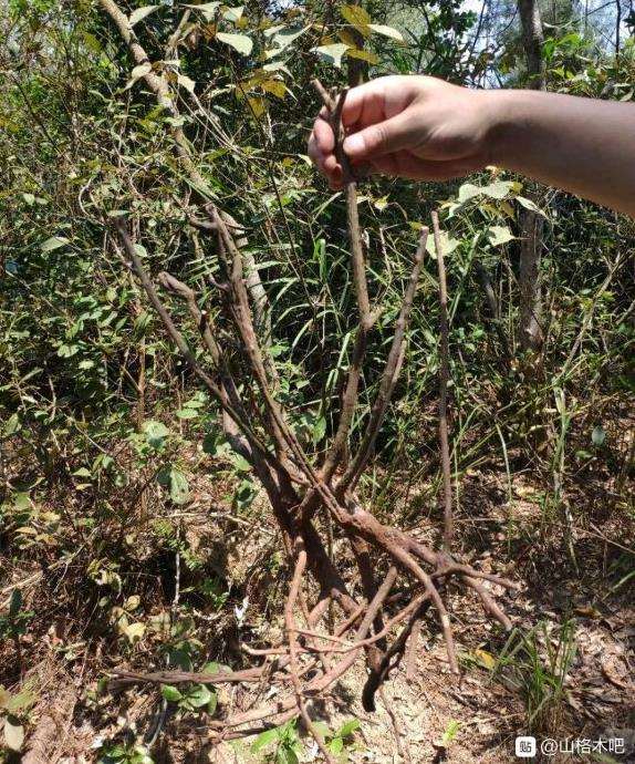 这个山格木下山桩该怎么杀