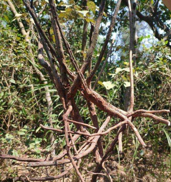 这个山格木下山桩该怎么杀