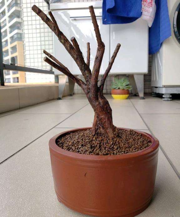 纯赤玉土种植山格木下山桩