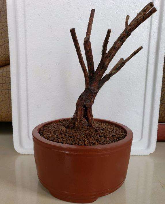 纯赤玉土种植山格木下山桩