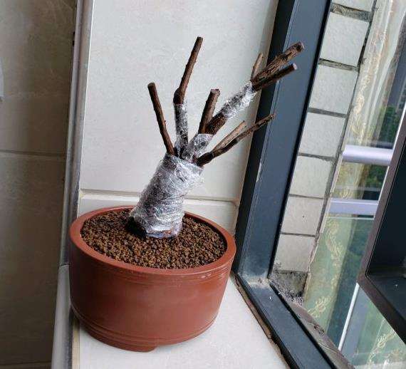 纯赤玉土种植山格木下山桩