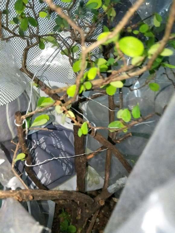 今天种1棵山格木下山桩