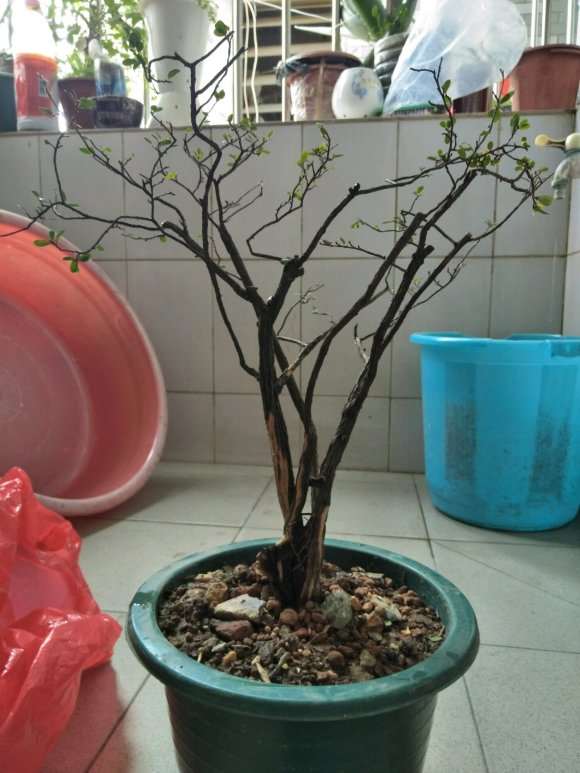 今天种1棵山格木下山桩