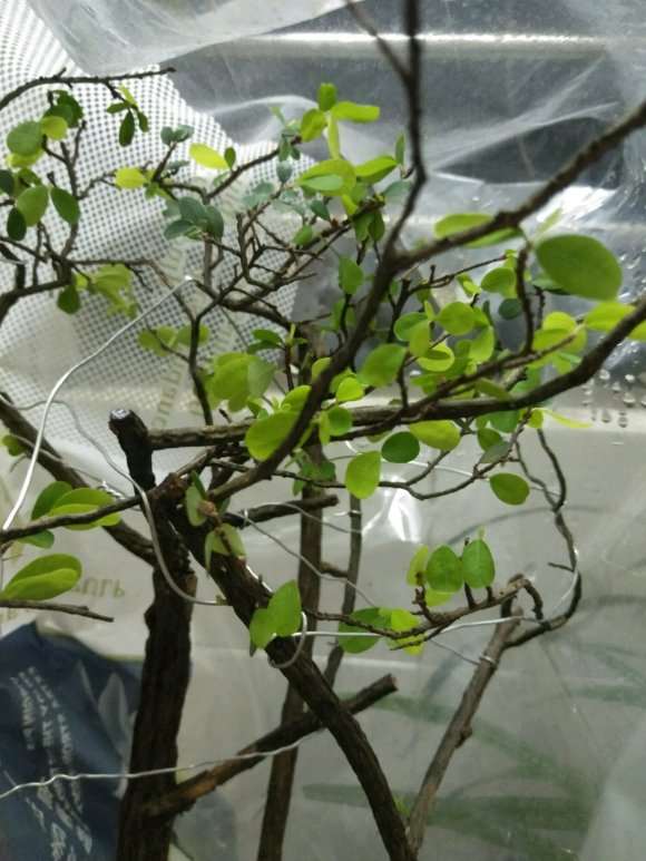 今天种1棵山格木下山桩