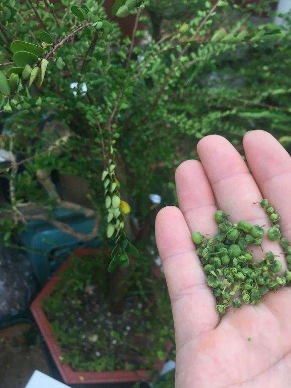 这棵山格木下山桩 芽都长了花蕾