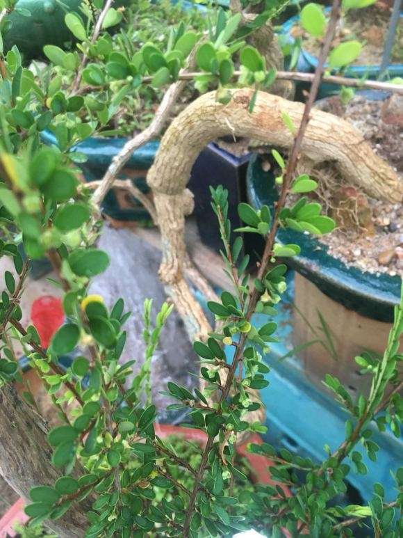 这棵山格木下山桩 芽都长了花蕾