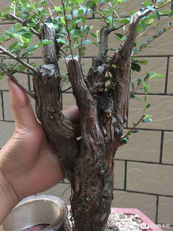 矮霸山格木下山桩 好造型吗