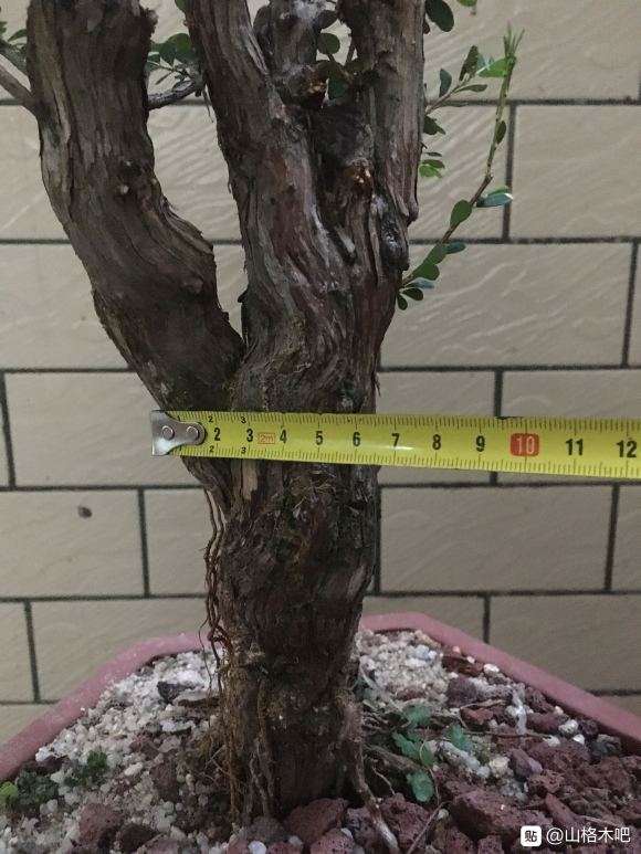 矮霸山格木下山桩 好造型吗