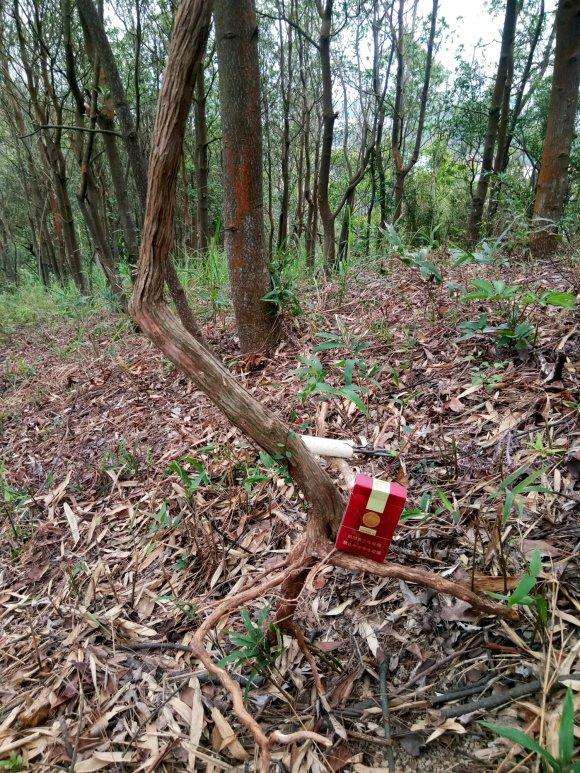 4CM的山格木下山桩 怎么样