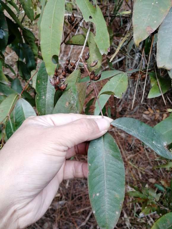 这是不是黄牛木下山桩
