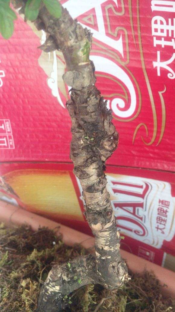 请问是铁马鞭下山桩吗