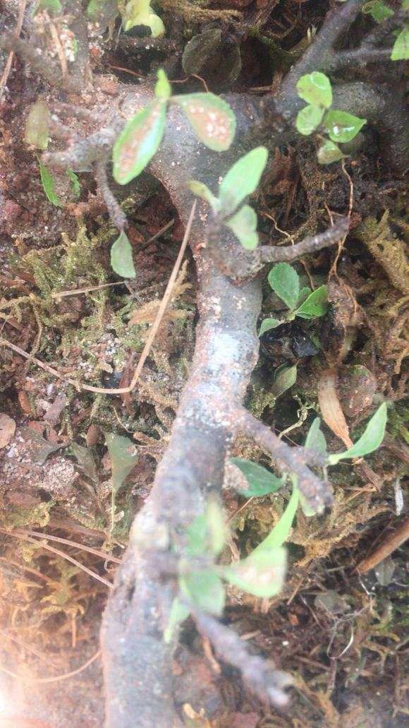 请问是铁马鞭下山桩吗