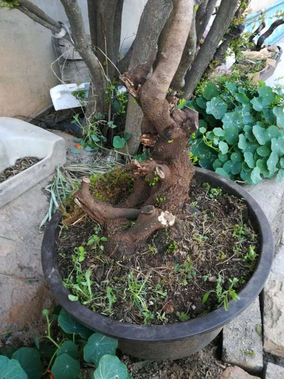 铁马鞭下山桩发芽了