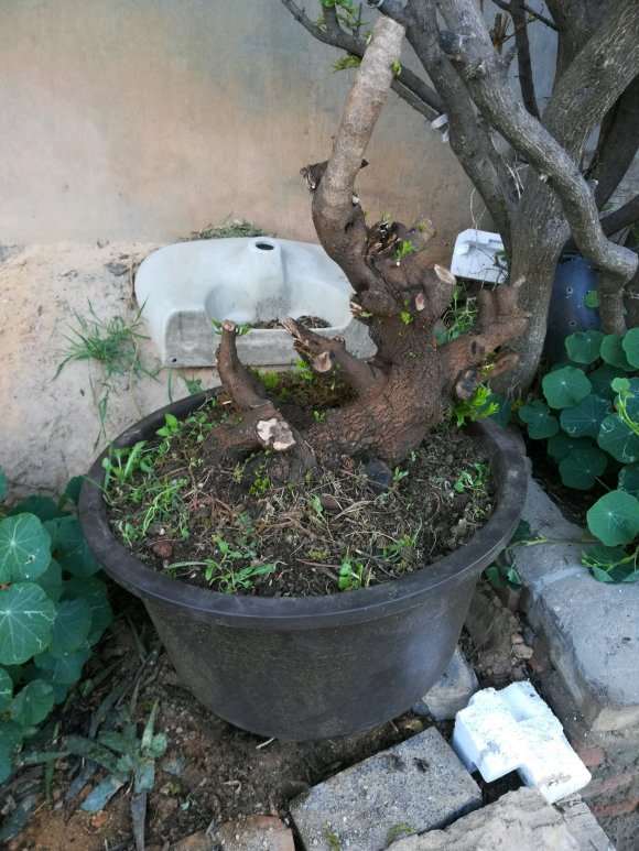 铁马鞭下山桩发芽了