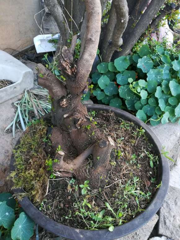 铁马鞭下山桩发芽了