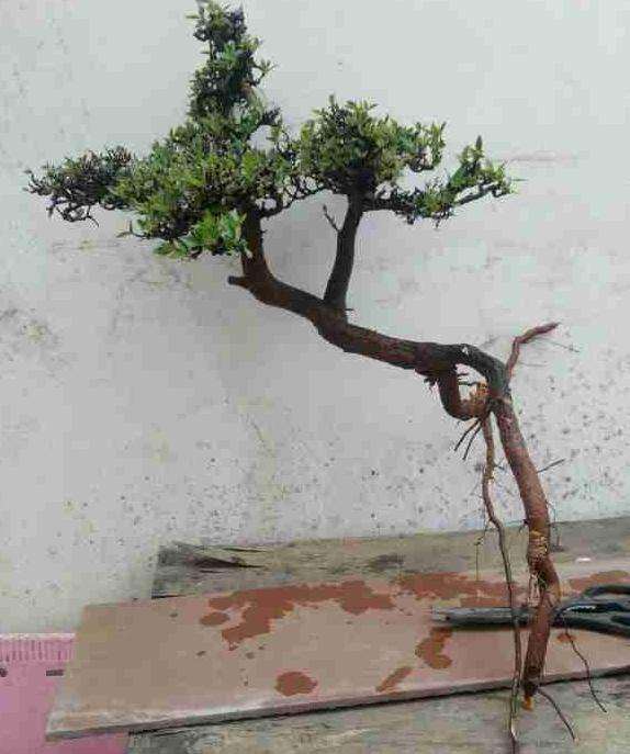 这是铁马鞭下山桩吗 怎么区别 图片