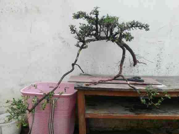 这是铁马鞭下山桩吗 怎么区别 图片