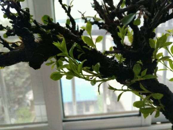 夏季铁马鞭下山桩好养吗