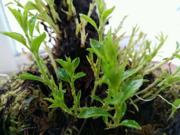 夏季铁马鞭下山桩好养吗