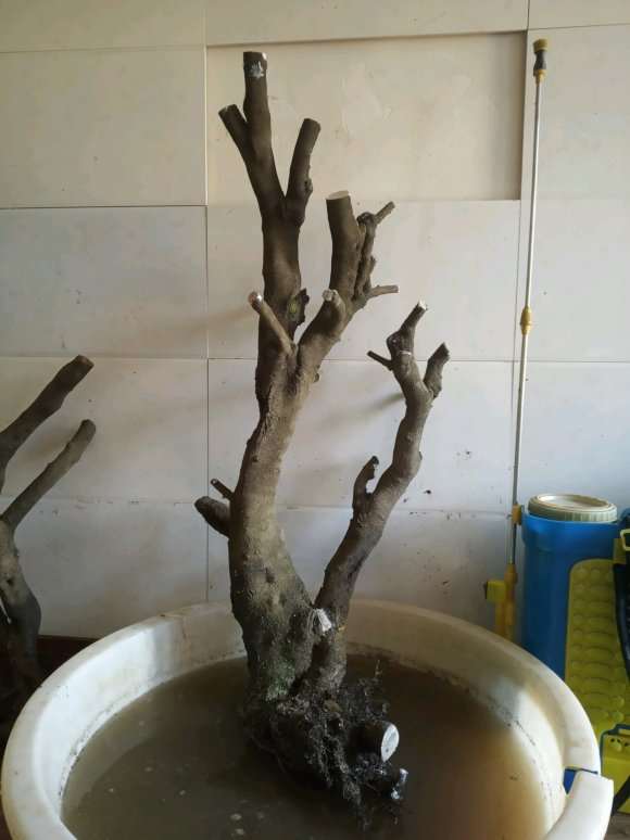 大货铁马鞭下山桩 用生根粉泡根吗