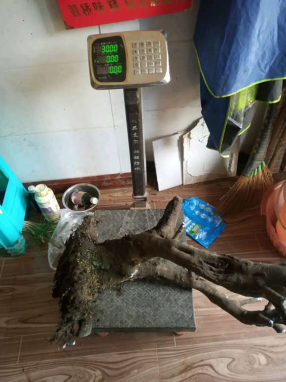 大货铁马鞭下山桩 用生根粉泡根吗