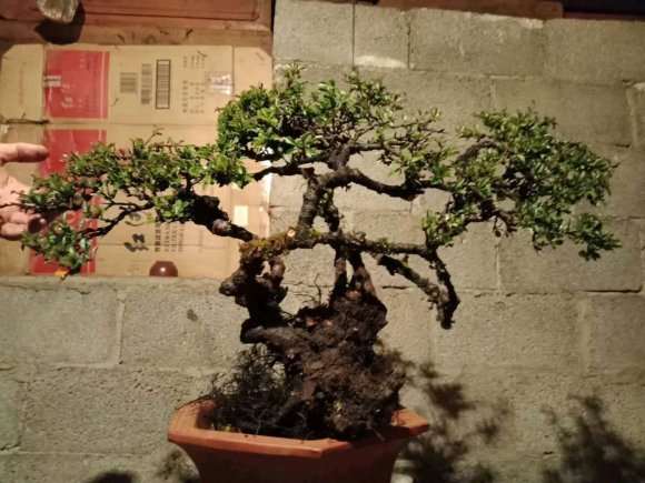 为什么铁马鞭下山桩要套袋养