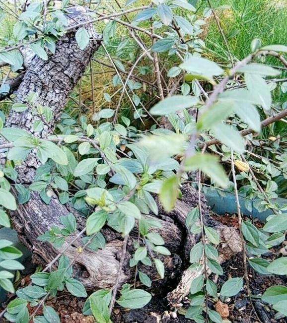 为什么铁马鞭下山桩要套袋养