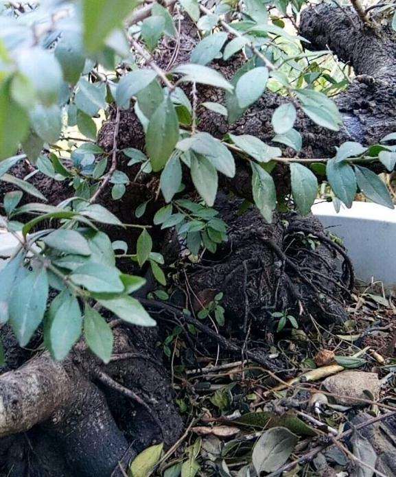 为什么铁马鞭下山桩要套袋养