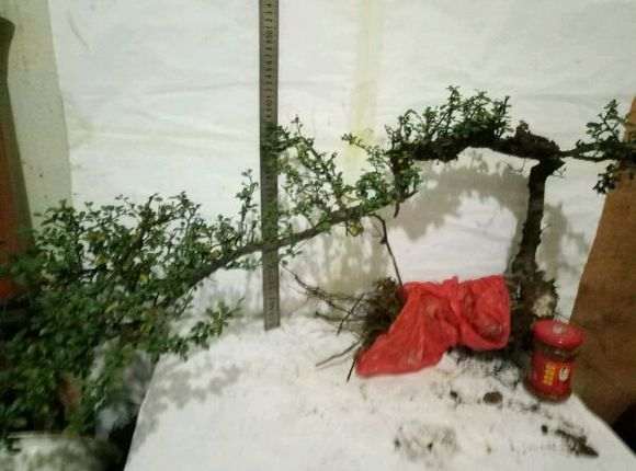 云南铁马鞭下山桩怎么用腐叶土和沙子的方法