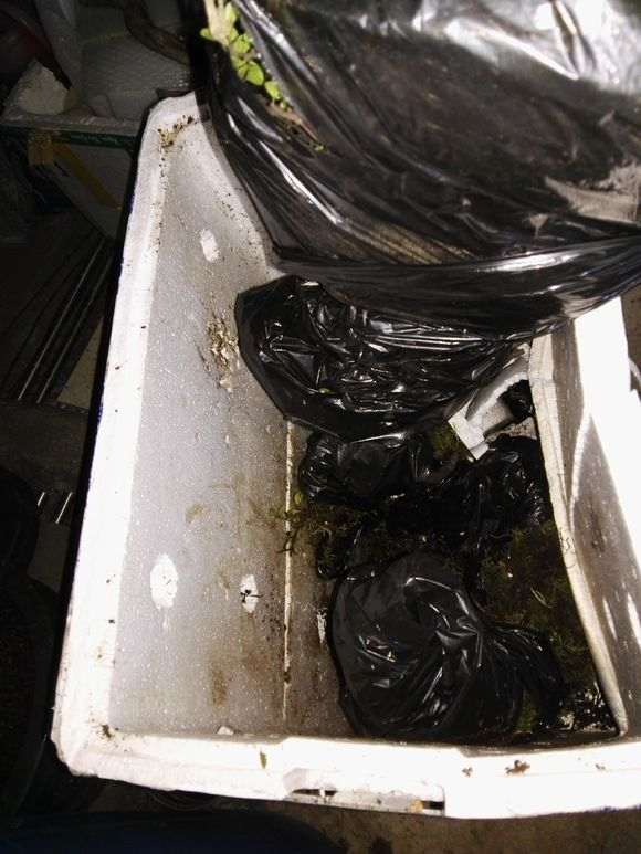 云南铁马鞭下山桩怎么用腐叶土和沙子的方法