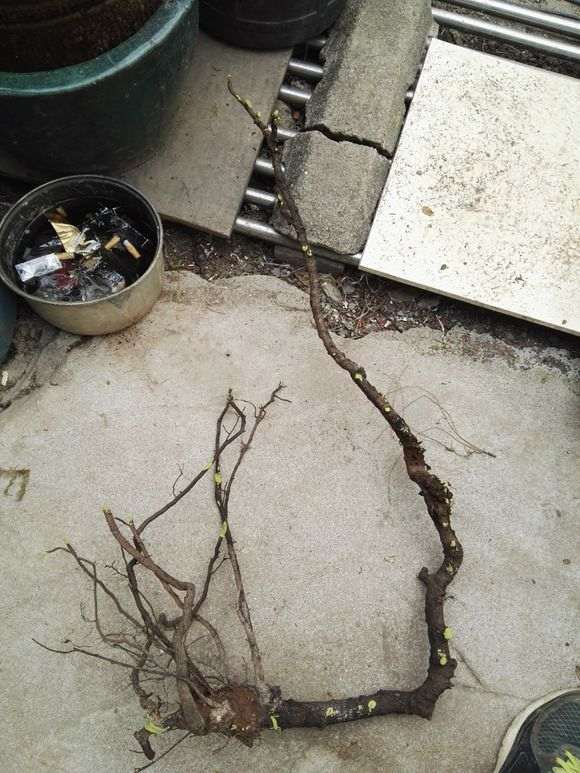 云南铁马鞭下山桩怎么用腐叶土和沙子的方法