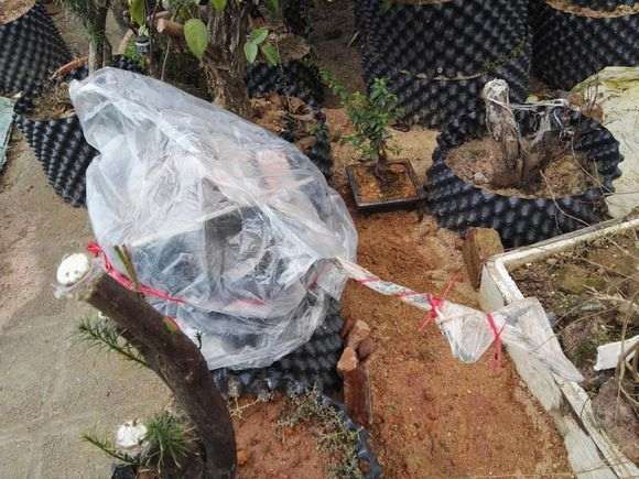 云南铁马鞭下山桩怎么用腐叶土和沙子的方法