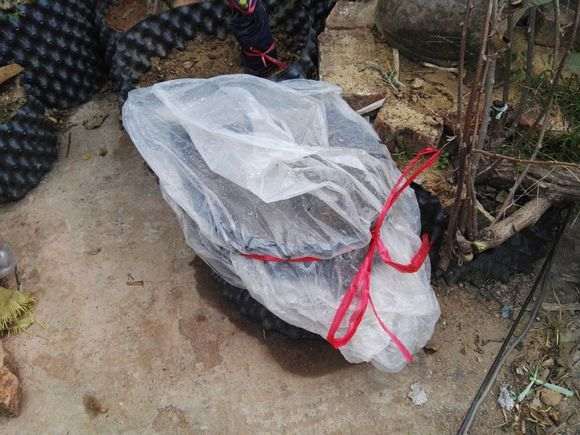 云南铁马鞭下山桩怎么用腐叶土和沙子的方法