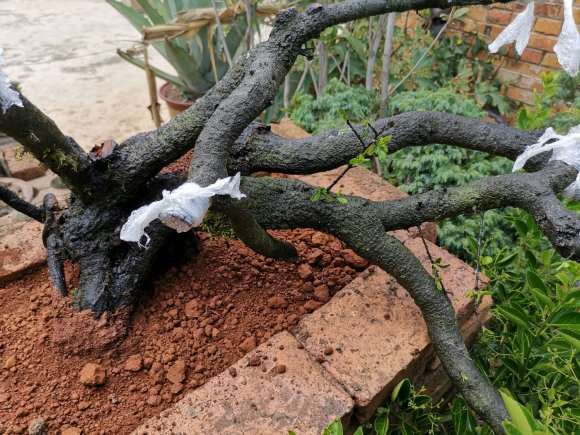 800元买的铁马鞭下山桩 可以成活吗