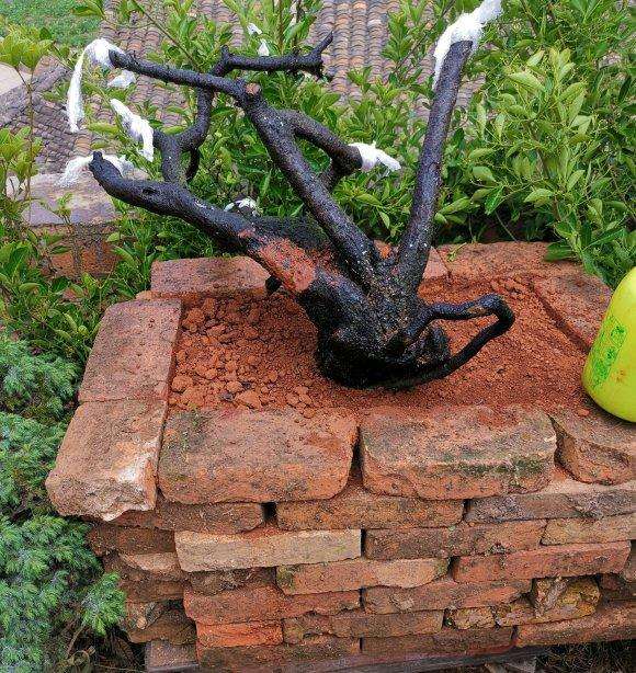 800元买的铁马鞭下山桩 可以成活吗