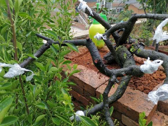 800元买的铁马鞭下山桩 可以成活吗