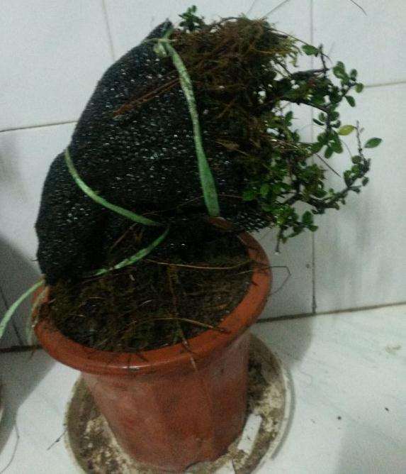 铁马鞭下山桩带土球 可以成活吗