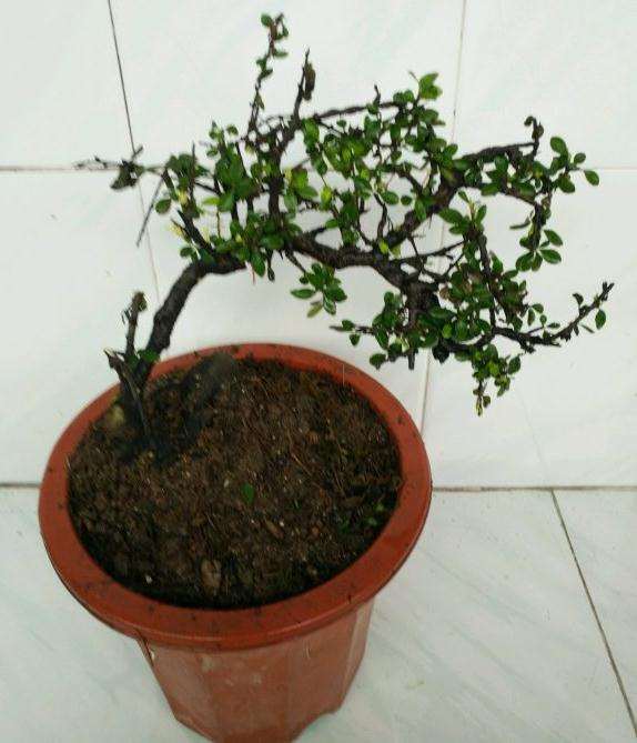 铁马鞭下山桩带土球 可以成活吗