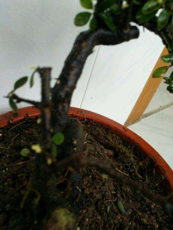 铁马鞭下山桩带土球 可以成活吗