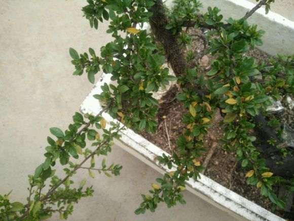 铁马鞭下山叶子蔫