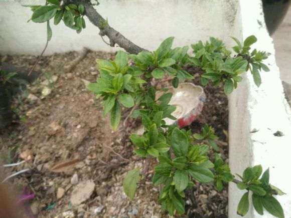 铁马鞭下山叶子蔫