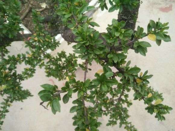 铁马鞭下山叶子蔫